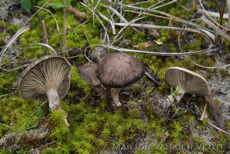 Zwartwordende zalmplaat - Clitopilus popinalis